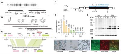 Domain Unknown Function DUF1668-Containing Genes in Multiple Lineages Are Responsible for F1 Pollen Sterility in Rice